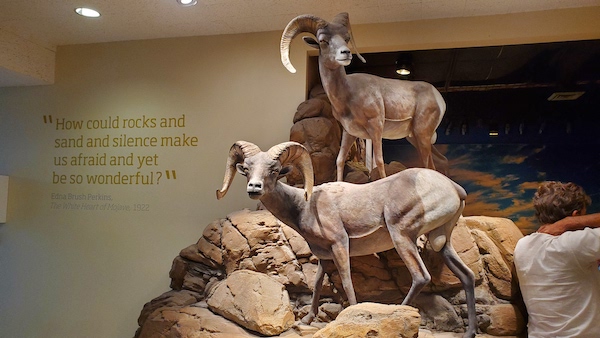 Rams on display at the Furnace Creek Visitor Center.